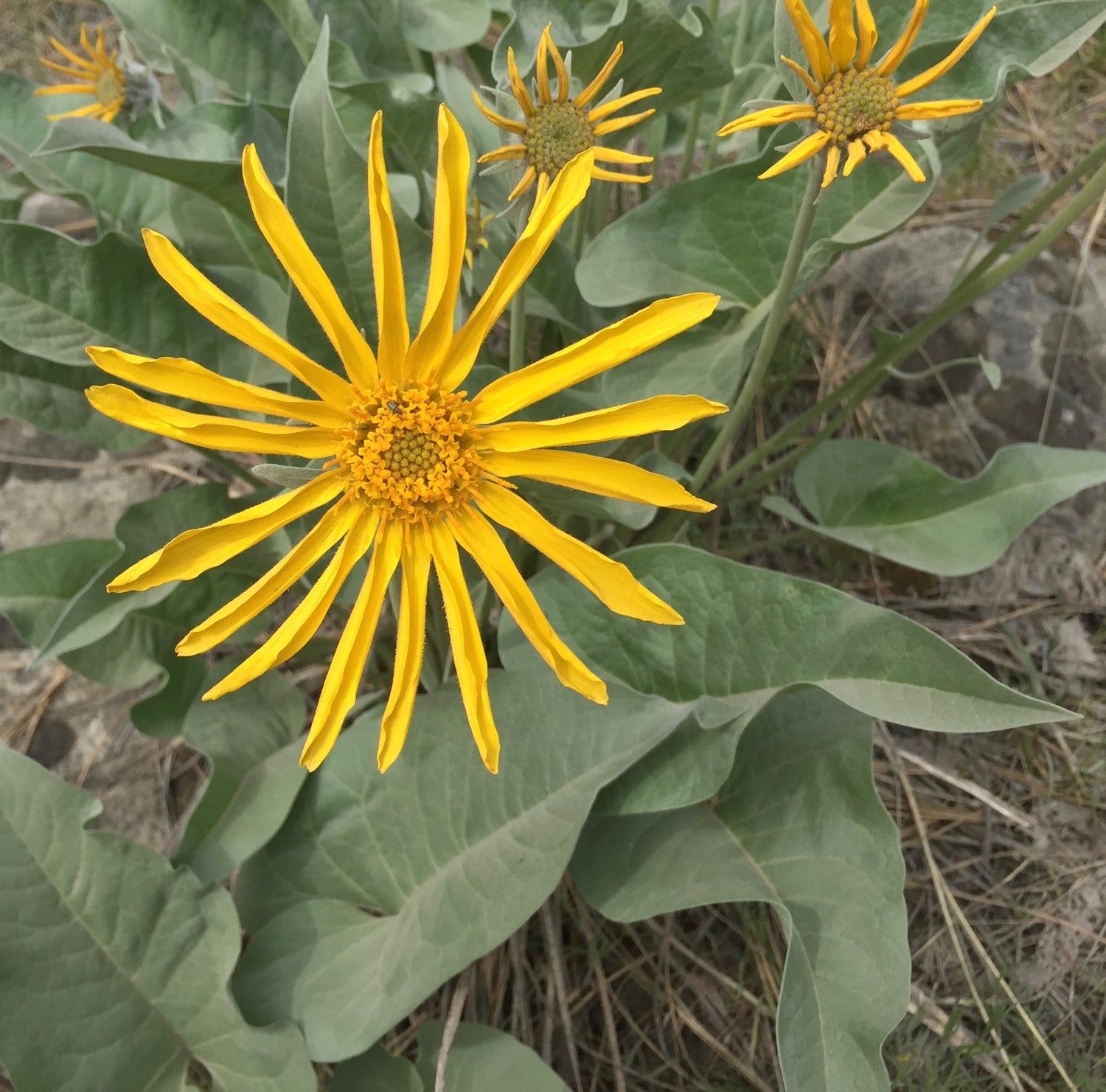 Balsamorhiza sagittata (arrowleaf balsamroot) fresh root tincture