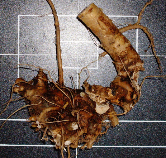 Baptisia tinctoria (wild indigo) fresh root tincture