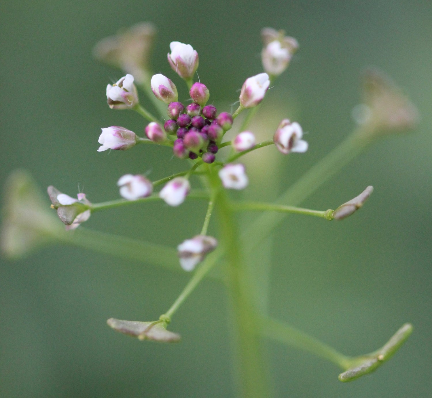 Capsella bursa-pastoris (shepherd's purse) fresh aerial parts tincture