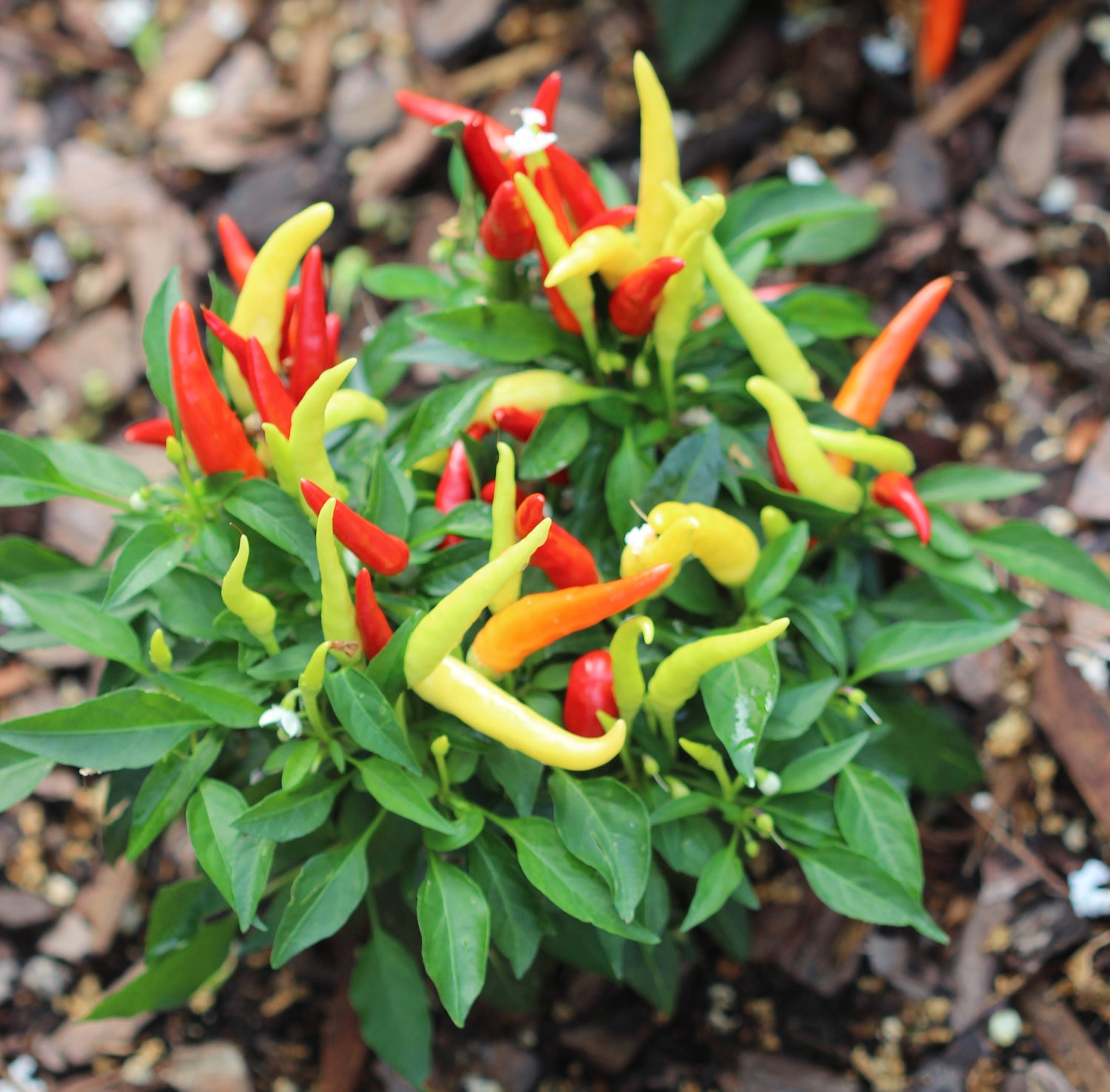Capsicum spp. (cayenne and habañero) fresh fruit tincture