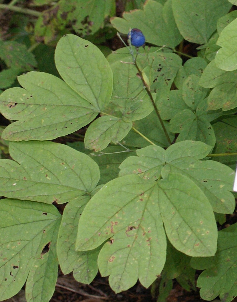 Caulophyllum thalictroides (blue cohosh) fresh root tincture