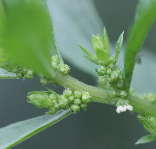 Chenopodium ambrosioides (epazote) fresh seed tincture