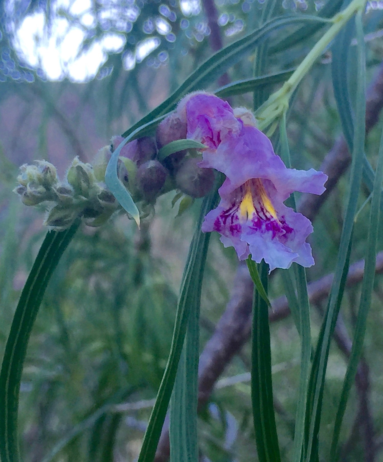 Chilopsis linearis (desert willow) fresh branch tips tincture