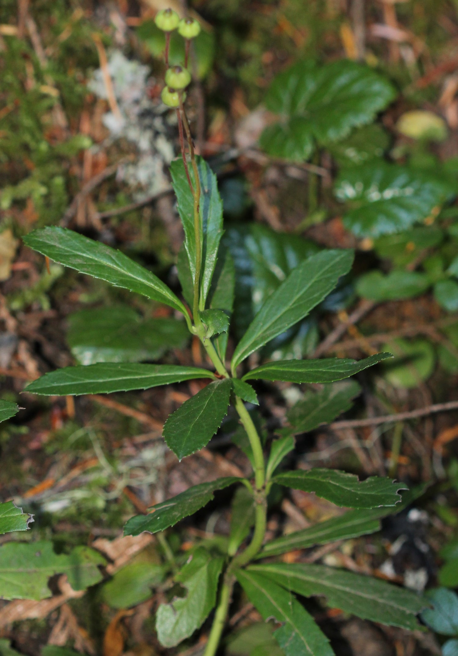 Chimaphila umbellata (pipsissewa) fresh aerial parts tincture