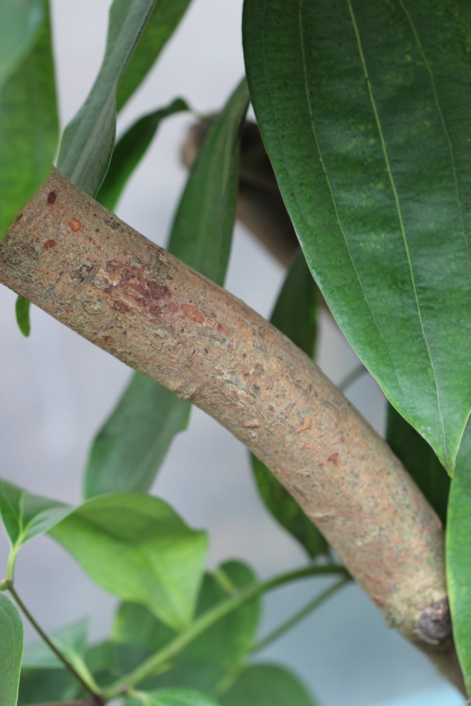 Cinnamomum verum (cinnamon) dry bark glycerite