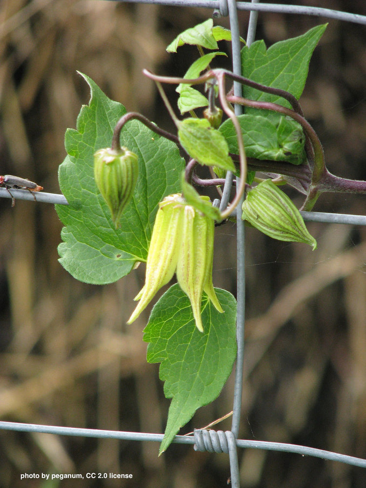 Clematis chinensis (Chinese clematis) dry root tincture