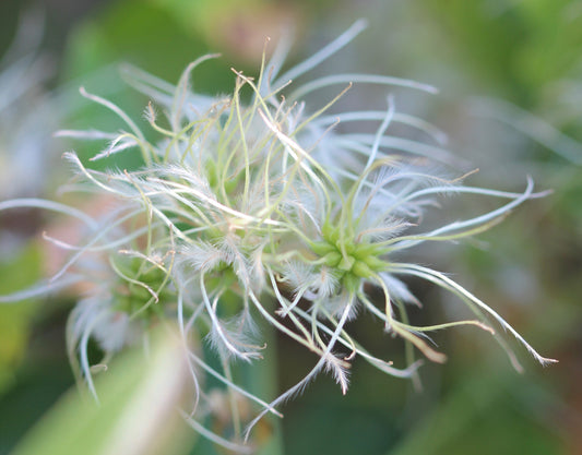 Clematis ligusticifolia (virgin's bower) fresh aerial parts in flower tincture