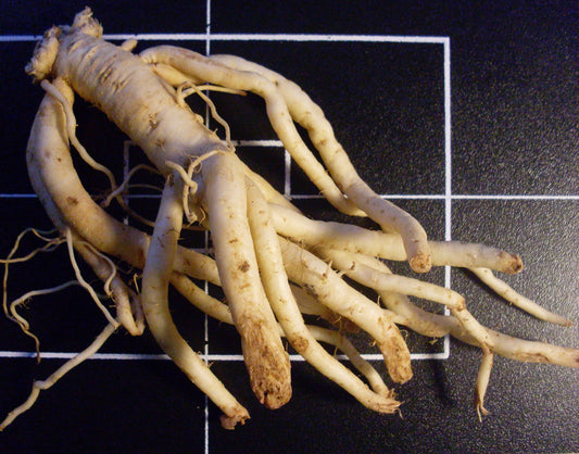 Codonopsis spp. (codonopsis) dry root tincture