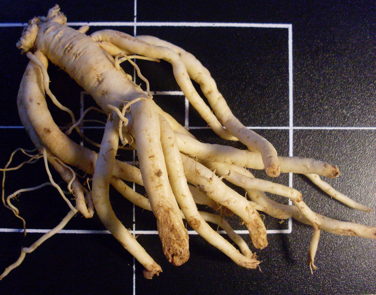 Codonopsis spp. (codonopsis) dry root tincture