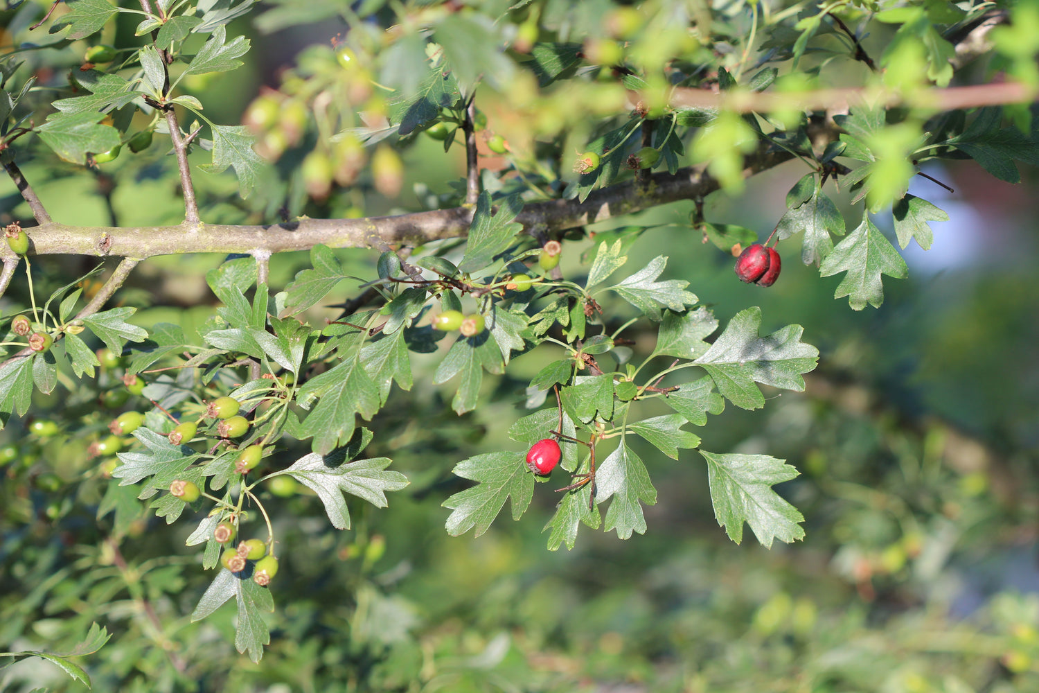 Crataegus monogyna (hawthorn) fresh leaf, flower, & fruit glycerite