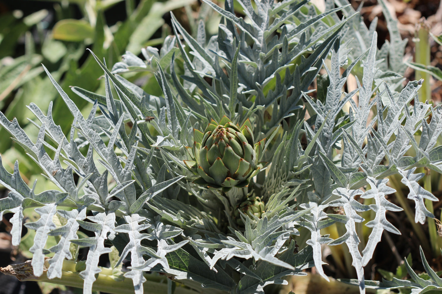 Cynara scolymus (artichoke) fresh bracts & leaf tincture