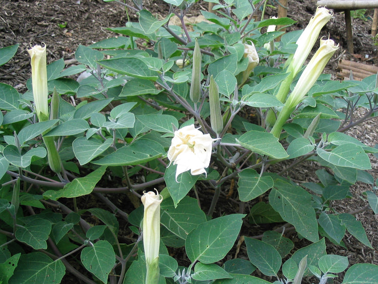 Datura stramonium (Jimson weed) fresh leaf tincture - RESTRICTED