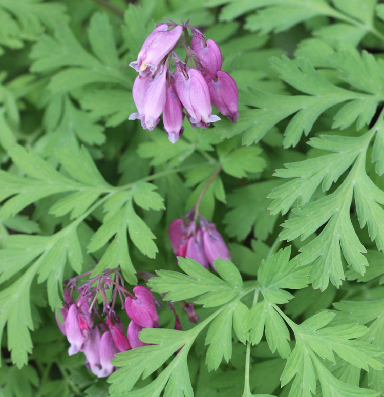 Dicentra formosa (Pacific bleeding heart) fresh whole plant tincture