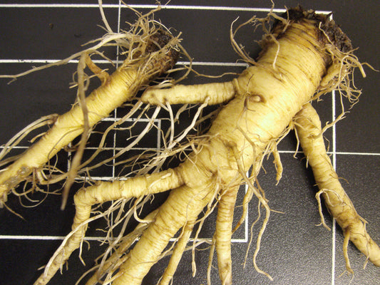Dipsacus sylvestris (teasel) fresh root tincture