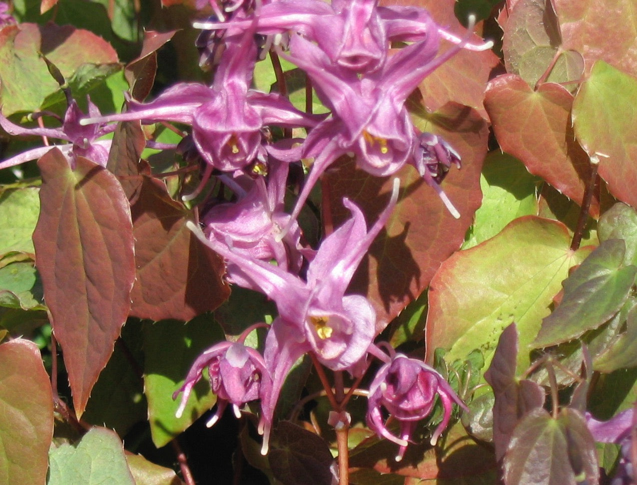 Epimedium spp. (epimedium) dry aerial parts tincture