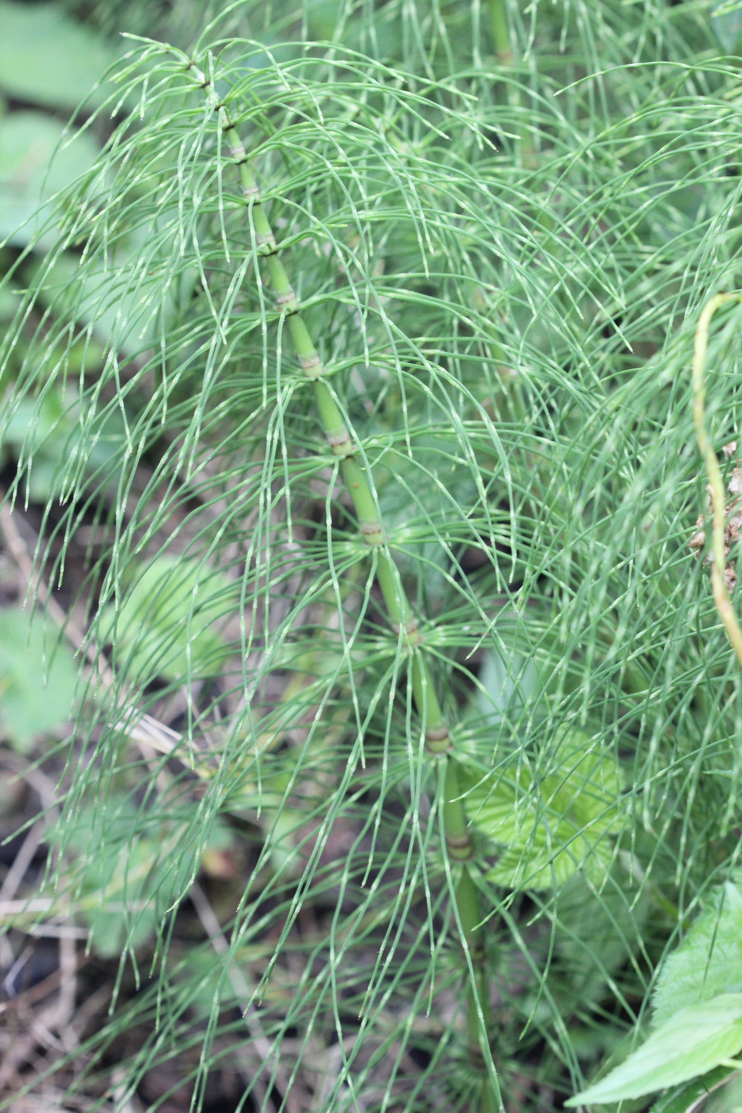 Equisetum spp. (horsetail) fresh aerial parts (sterile shoots) glycerite