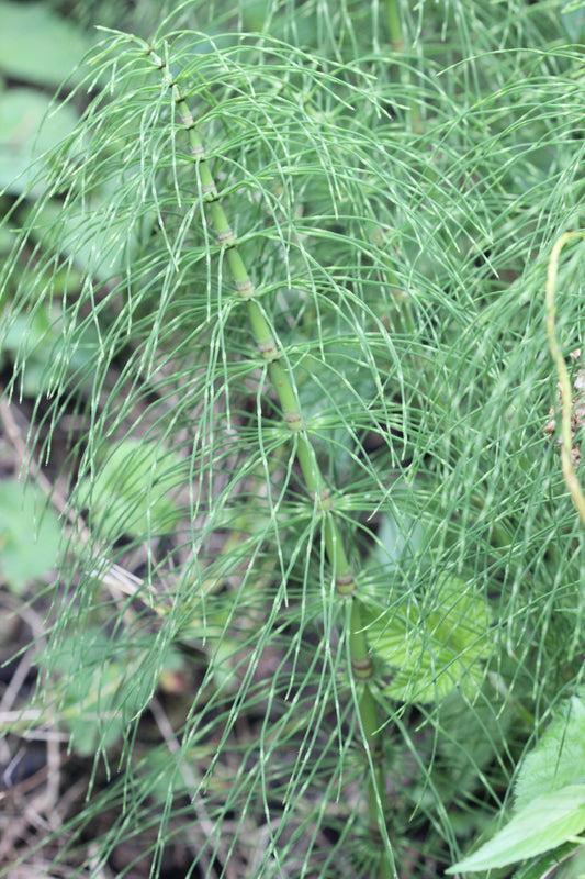 Equisetum spp. (horsetail) fresh aerial parts (sterile shoots) glycerite