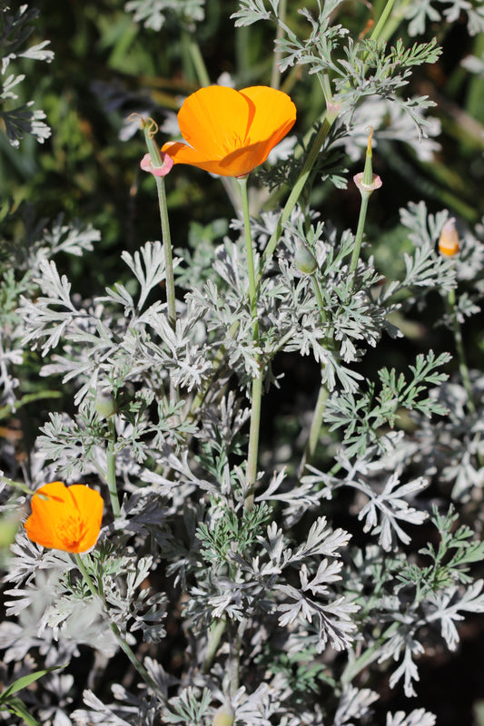 Eschscholzia californica (California poppy) fresh whole plant in flower tincture