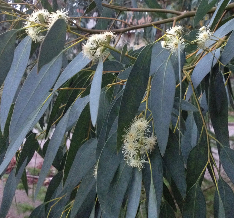 Eucalyptus globulus (eucalyptus) fresh leaf tincture