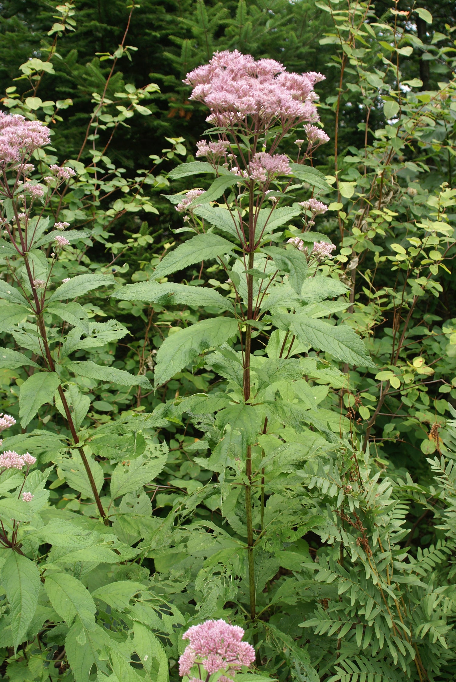 Eupatorium purpureum (gravel root) fresh root tincture
