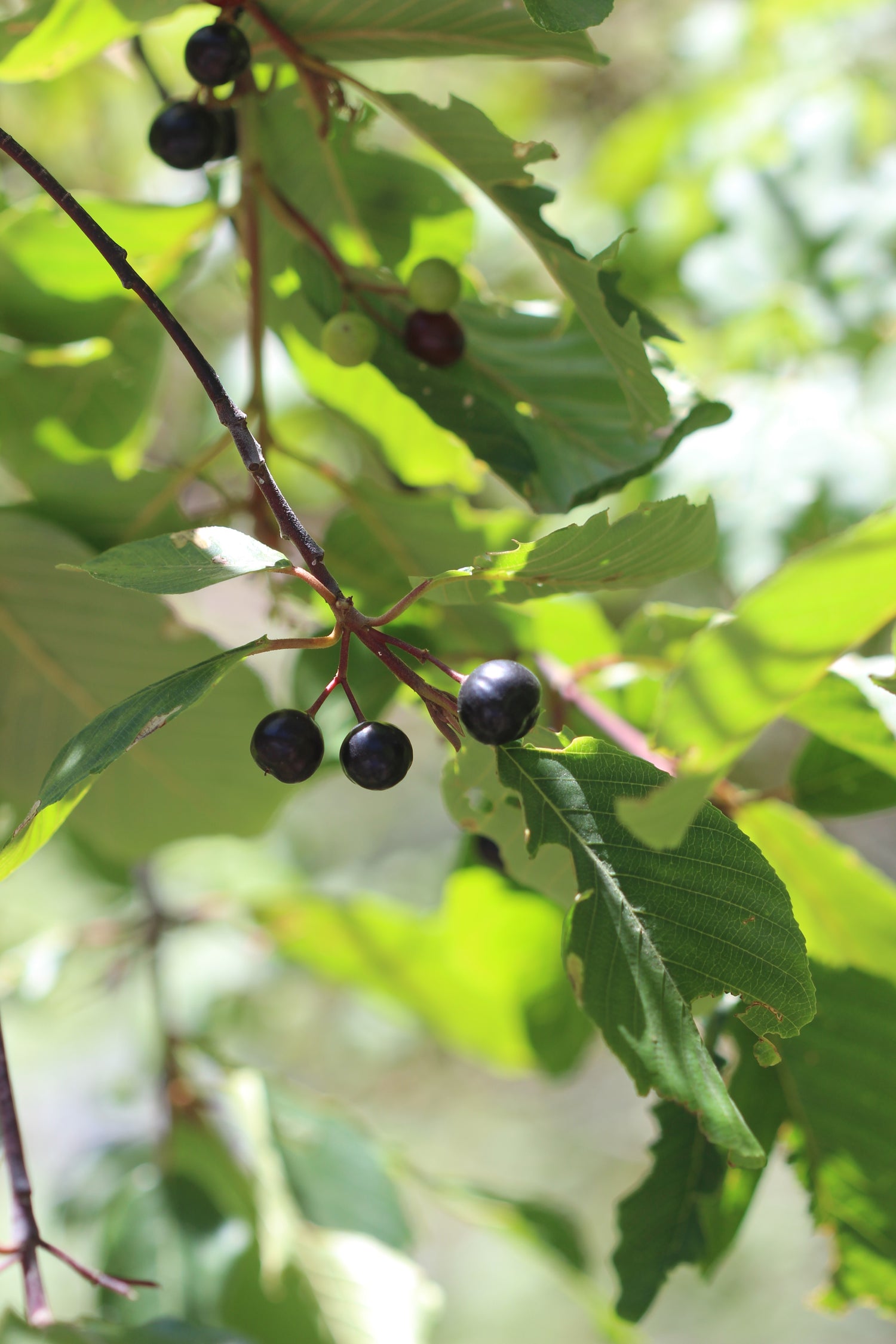 Frangula purshiana (cascara sagrada) dry bark tincture