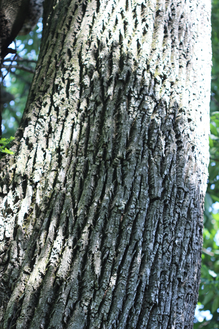 Fraxinus americana (white ash) fresh bark tincture