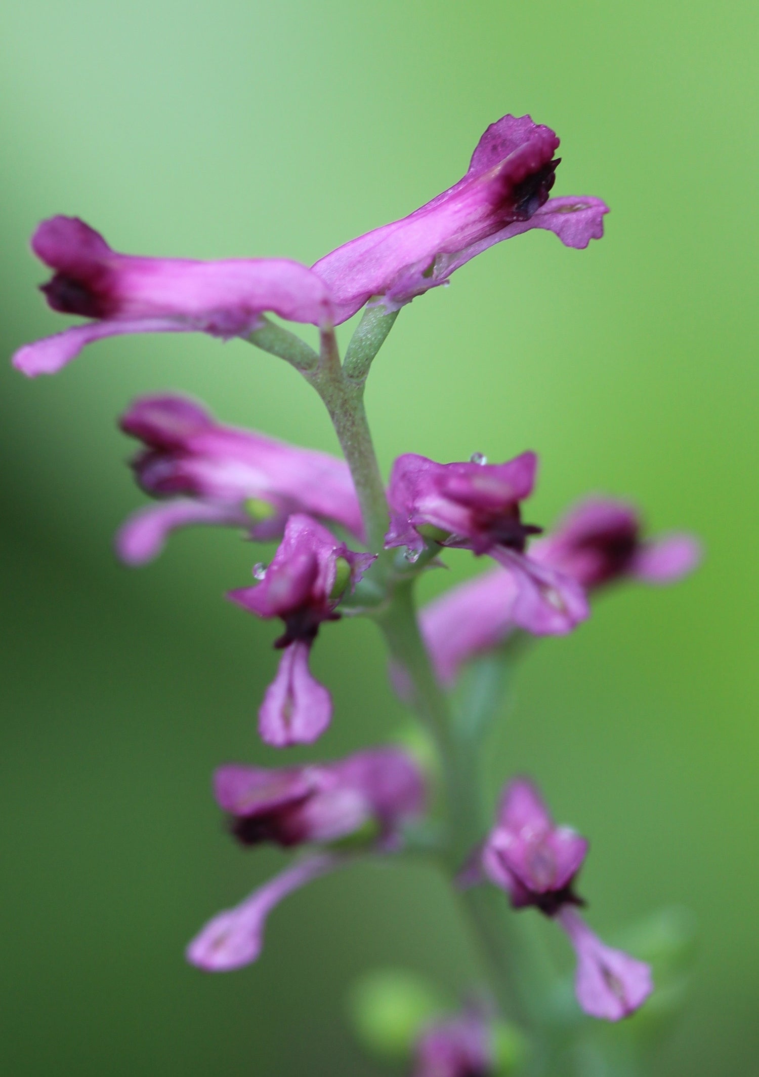 Fumaria officinalis (fumitory) fresh aerial parts tincture