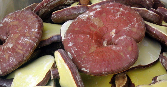 Ganoderma lucidum (reishi) dry fruiting body tinctured decoction