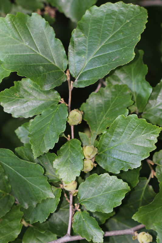Hamamelis virginiana (witch hazel) fresh leaf & twig tincture