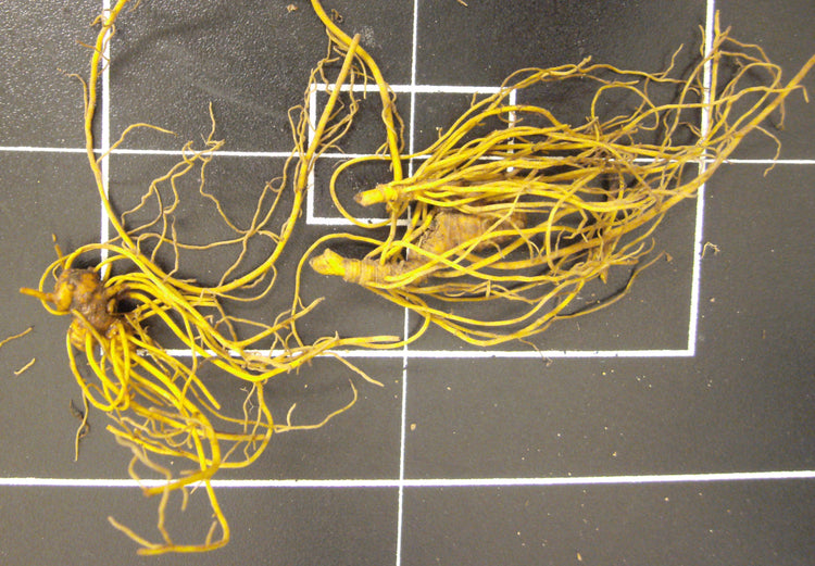 Hydrastis canadensis (goldenseal) fresh root glycerite