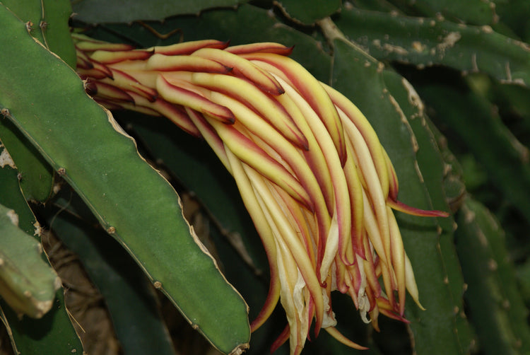 Hylocereus undatus (night-blooming cactus) fresh aerial parts tincture