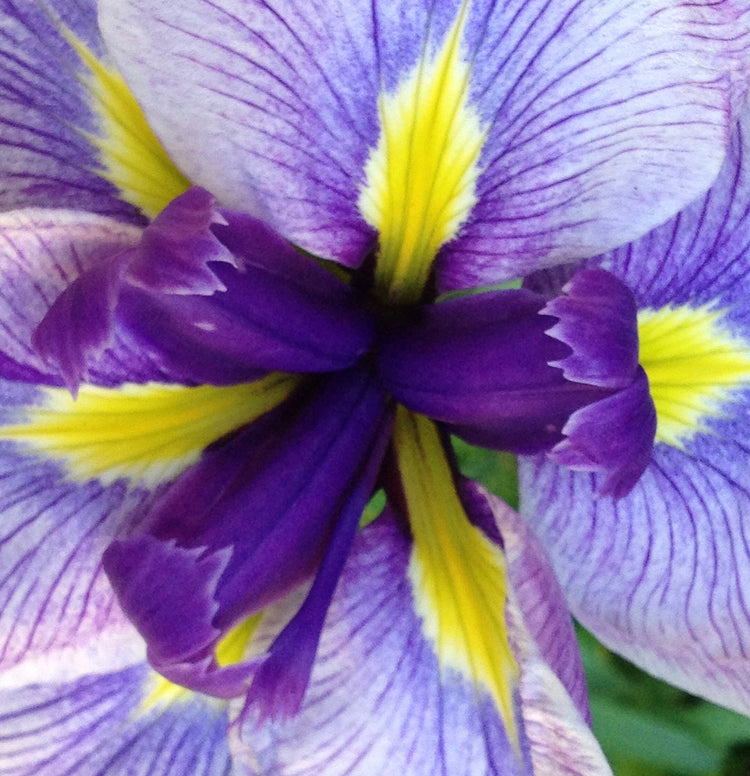 Iris versicolor (blue flag) fresh rhizome tincture