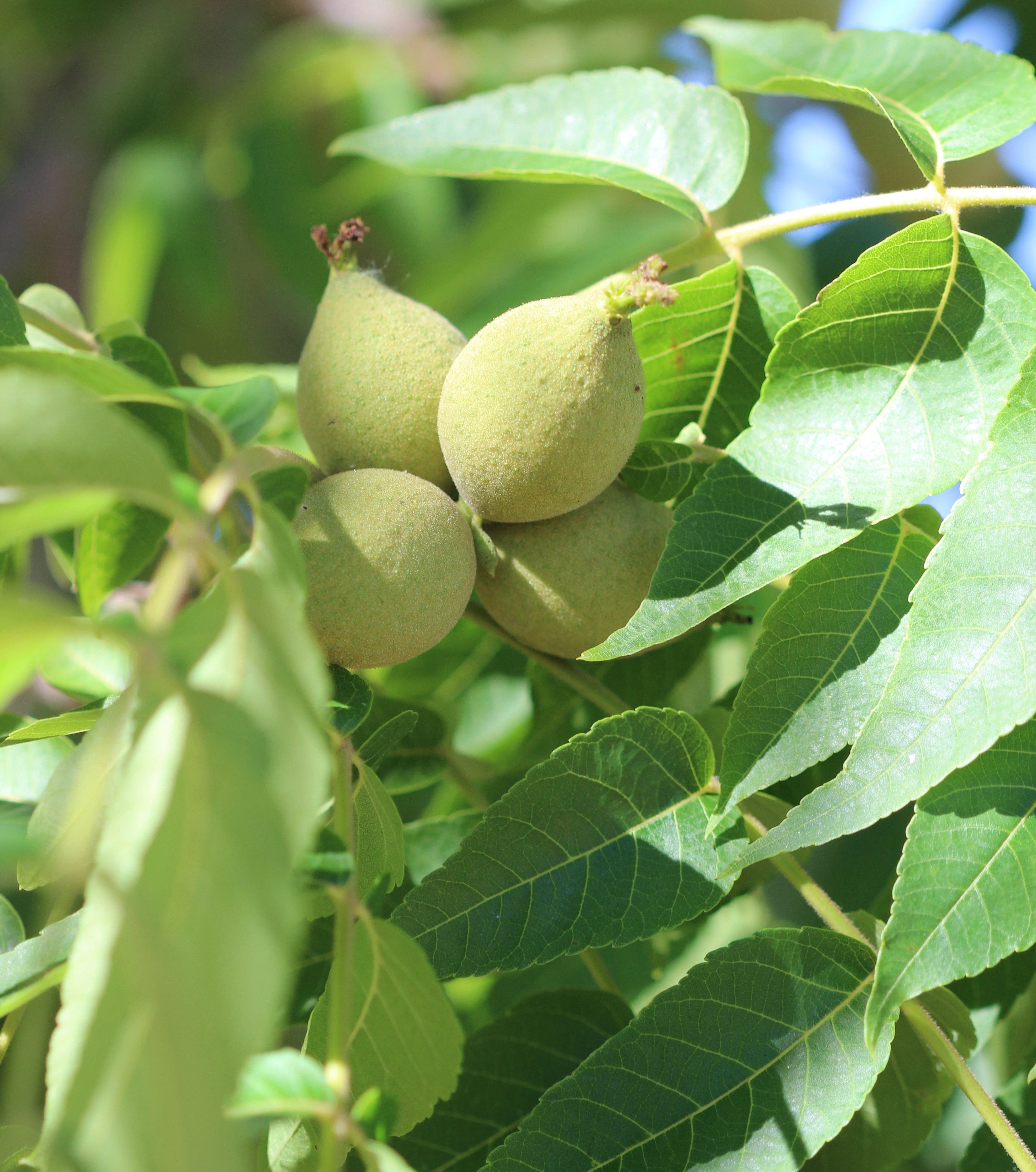 Juglans nigra (black walnut) fresh hull tincture