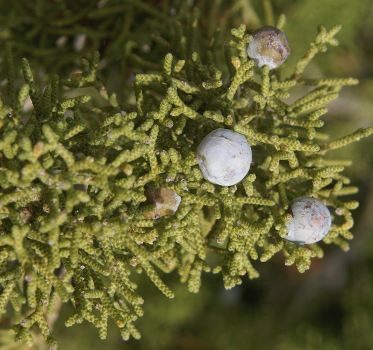 Juniperus spp. (juniper) fresh fruit tincture