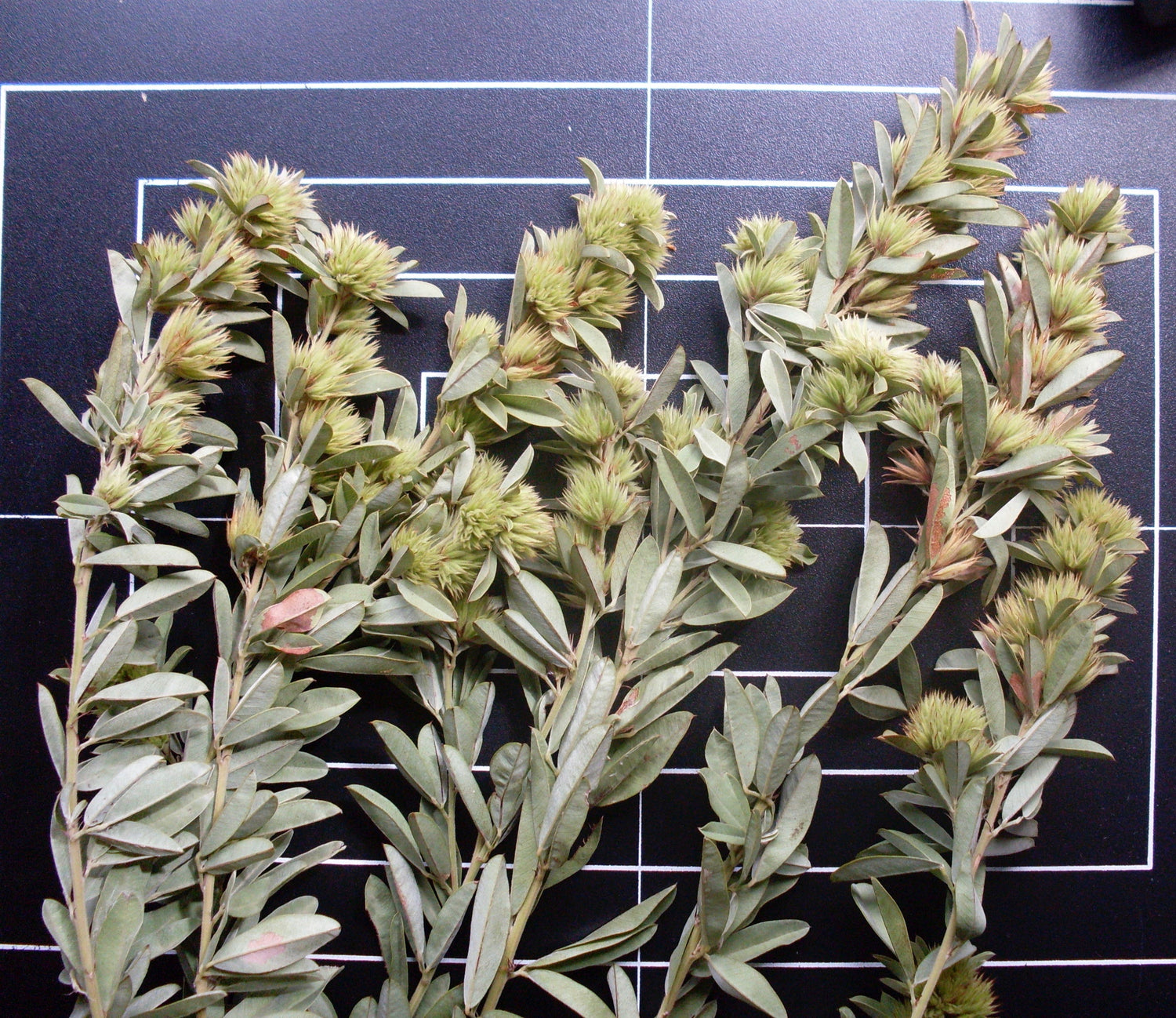 Lespedeza capitata (round-head lespedeza) dry aerial parts in flower tincture