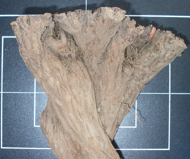 Lithospermum ruderale (Western stoneseed) fresh root tincture