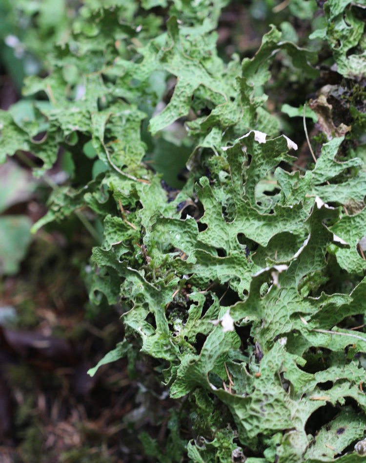 Lobaria pulmonaria (lungwort lichen) fresh thallus tincture