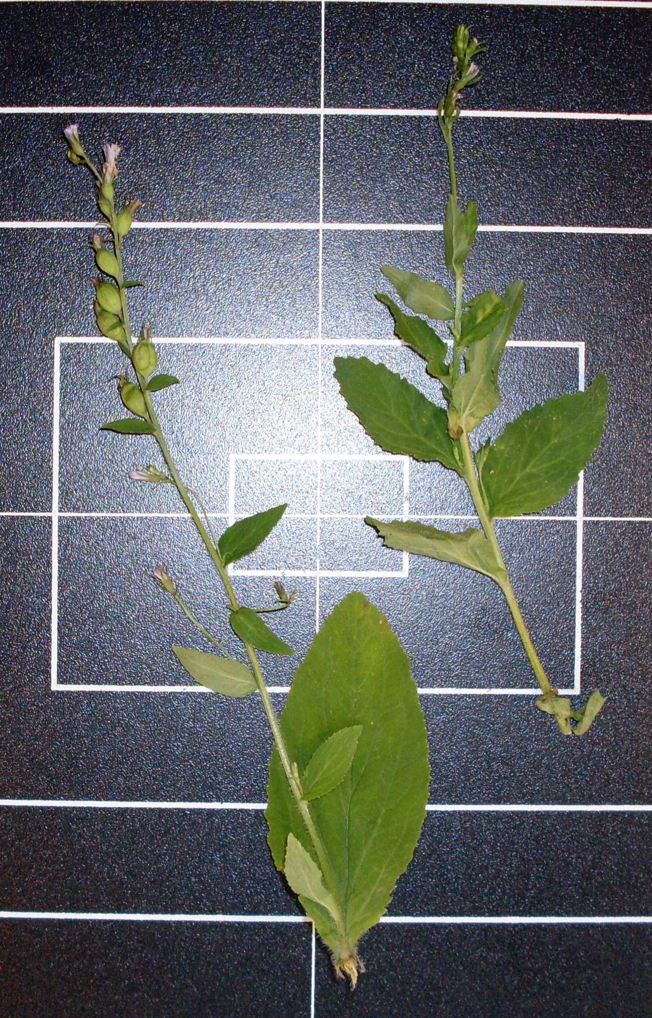 Lobelia inflata (lobelia) fresh aerial parts in flower & fruit tincture