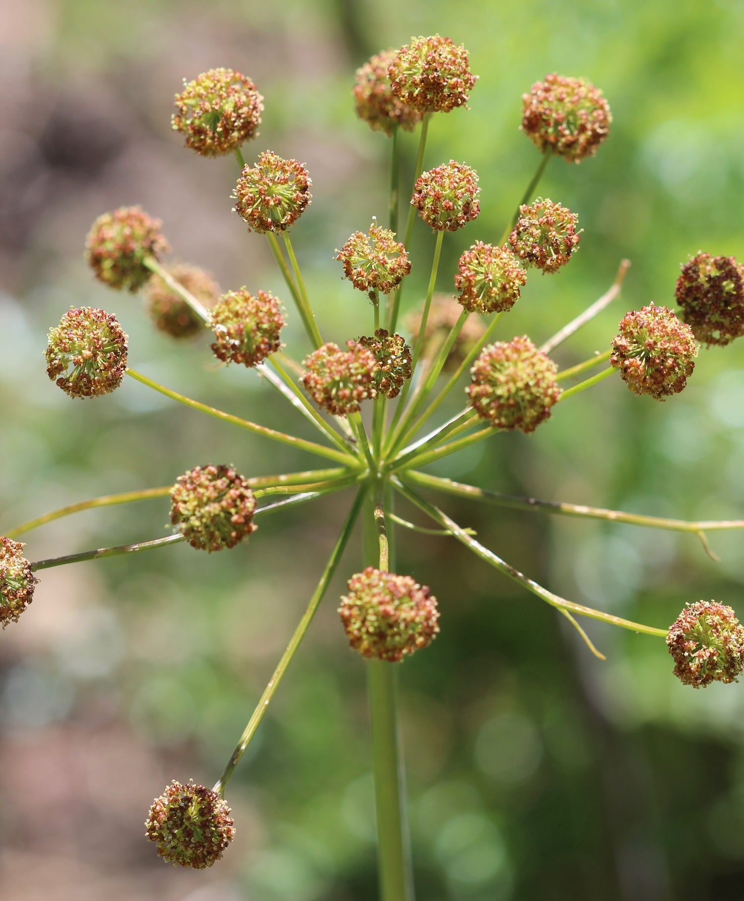 Lomatium dissectum (lomatium) fresh root tincture