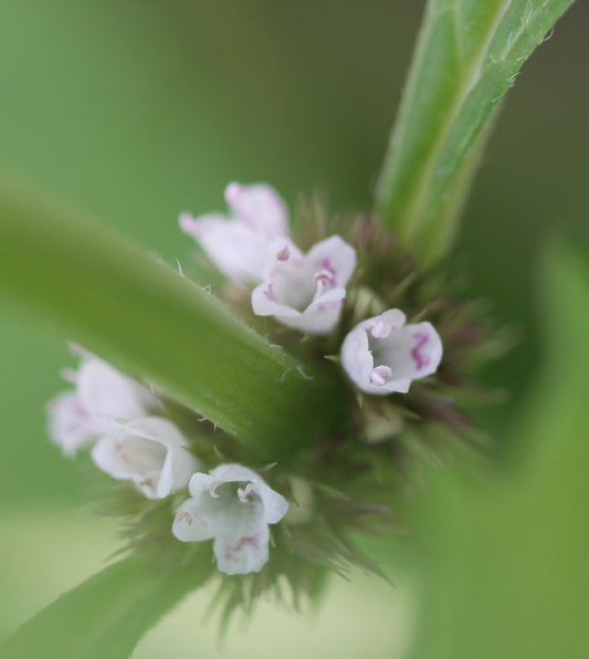Lycopus spp. (bugleweed) fresh aerial parts in flower tincture