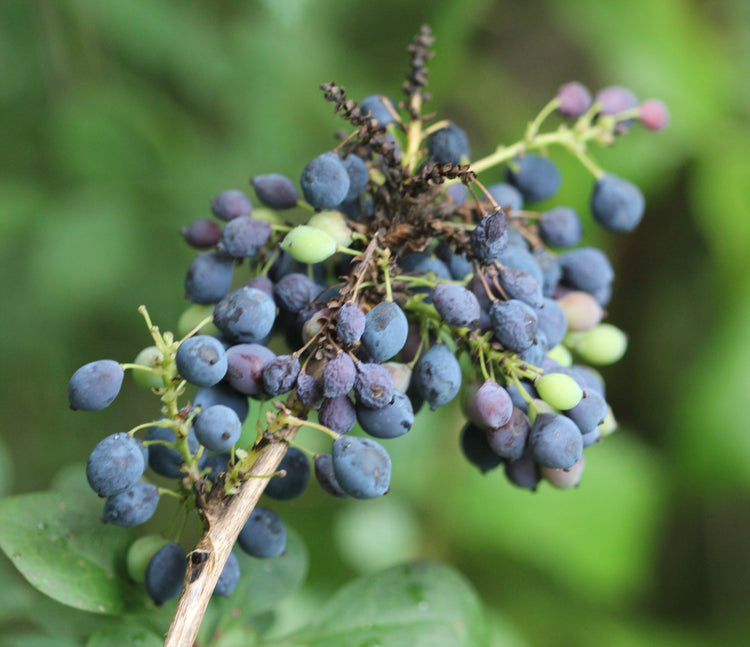 Mahonia spp. (Oregon grape) fresh root & fruit tincture