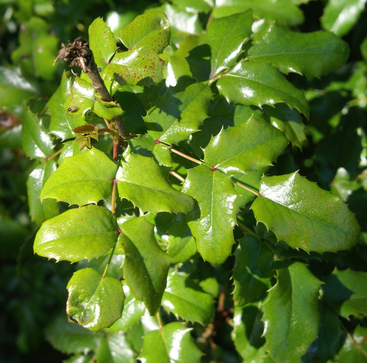 Mahonia aquifolium (Oregon Grape) Fresh Root Glycerite