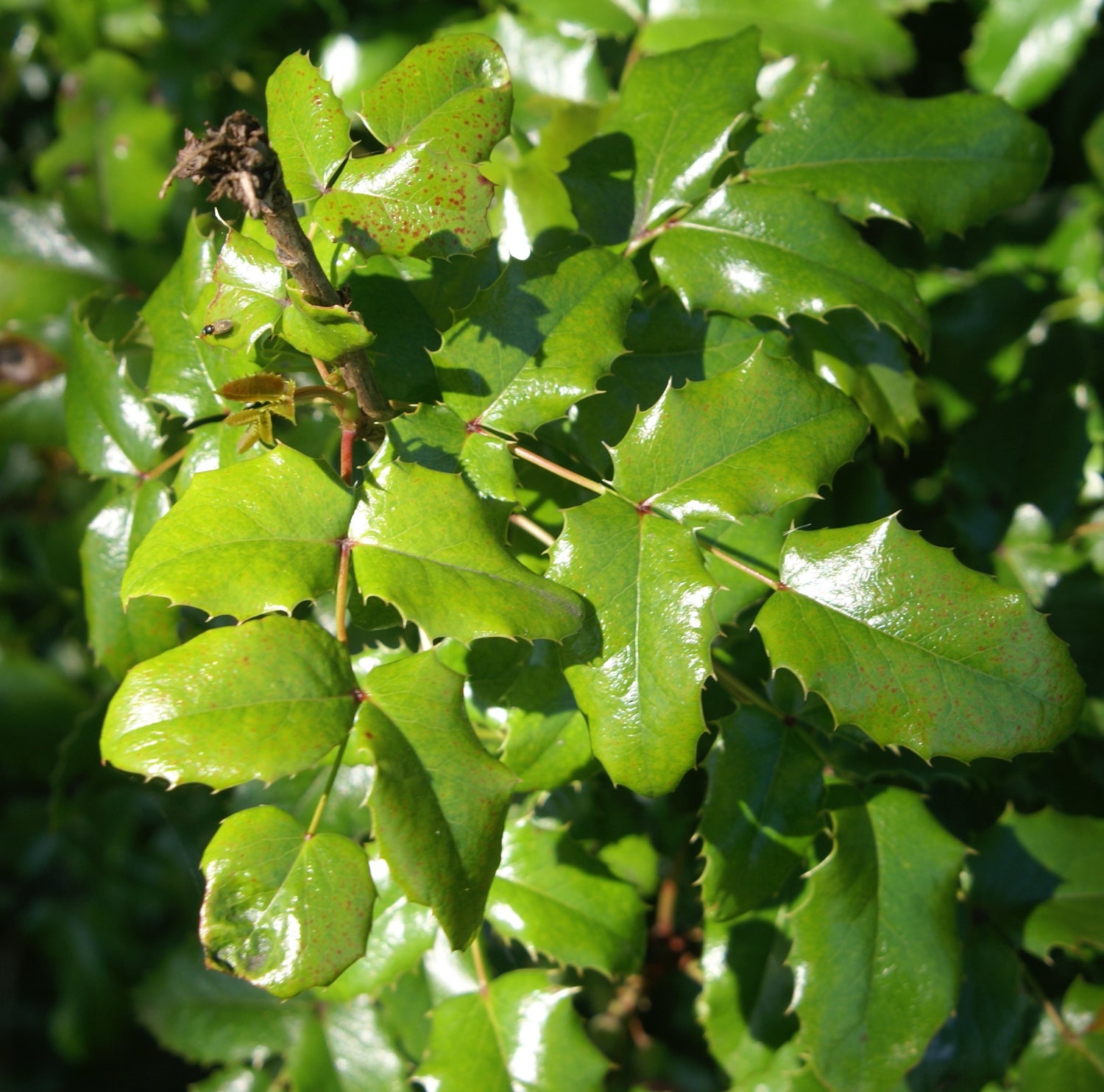 Mahonia spp. (Oregon grape) fresh root & fruit tincture