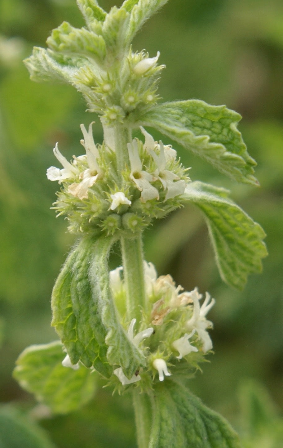 Marrubium vulgare (horehound) fresh aerial parts in flower glycerite