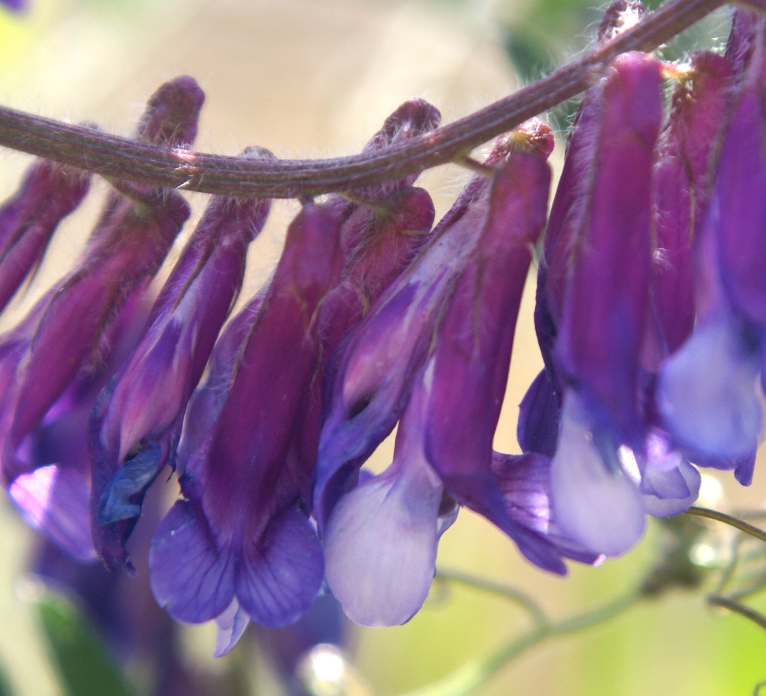 Medicago sativa (alfalfa) fresh aerial parts glycerite