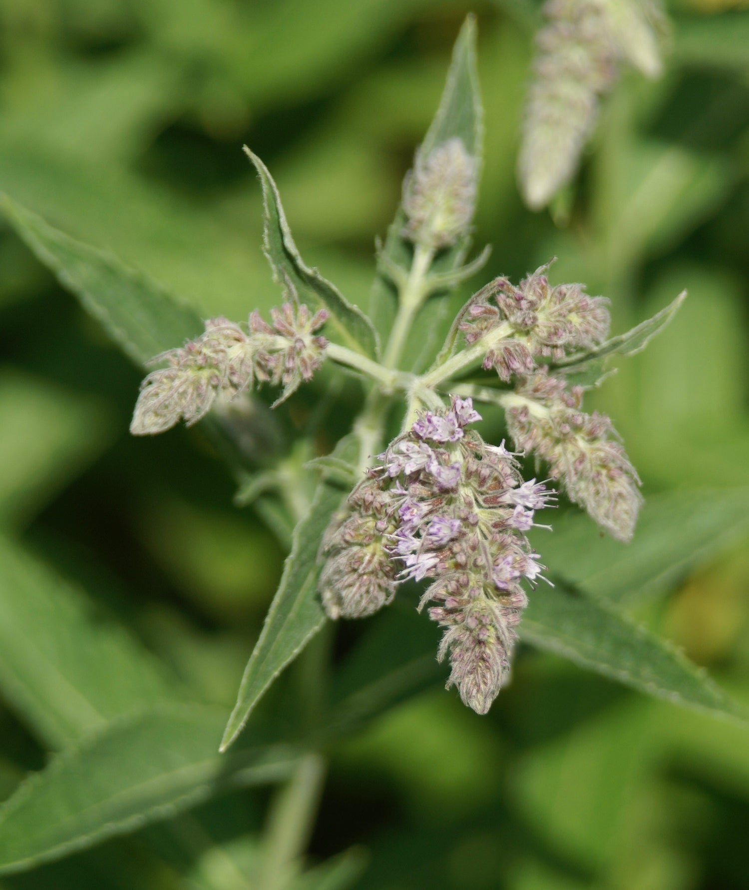 Mentha x piperita (peppermint) fresh aerial parts tincture