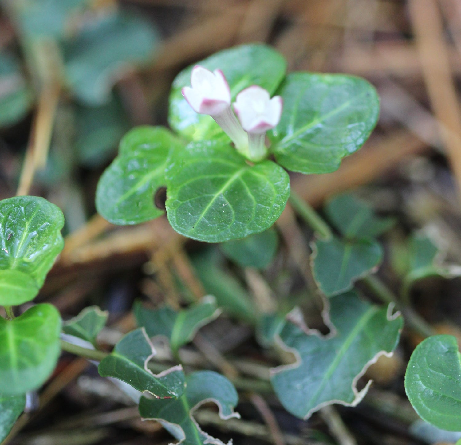 Mitchella repens (partridge berry) fresh whole plant tincture