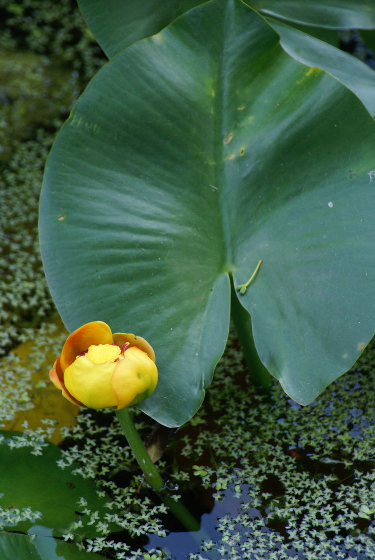 Nuphar lutea (yellow pond-lily) fresh rhizome tincture