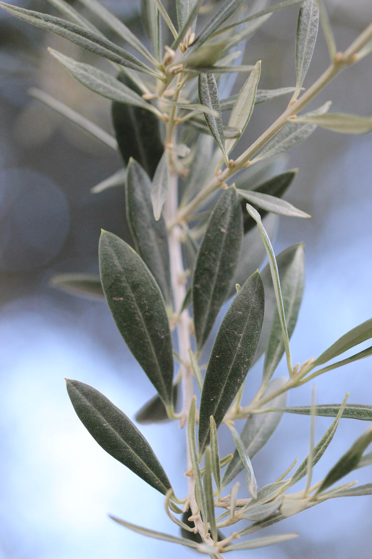 Olea europaea (olive) fresh leaf tincture