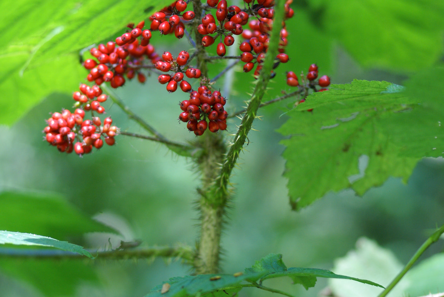 Oplopanax horridus (devil's club) fresh stem bark & root bark tincture